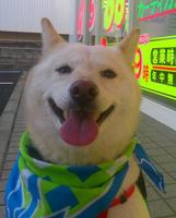 テヘペロ.jpg